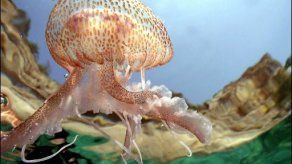 Proliferación de medusas signo de problemas en ecosistemas