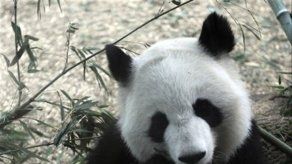 EEUU: Panda gigante da a luz a mellizos