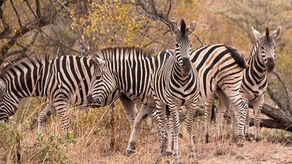 Reto visual. ¿Cuántas cebras están en la imagen?