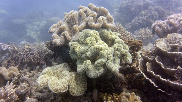 Acuarios de Florida y Cuba logran inédito acuerdo para proteger corales