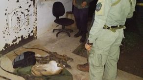 MiAmbiente aprehende a ciudadano tras capturar iguanas y venados en área protegida. MiAmbiente aprehende a ciudadano tras capturar iguanas y venados en área protegida.