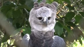 Águila Harpía﻿, ave nacional de Panamá.