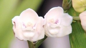 Las Minas Flor del Espíritu Santo