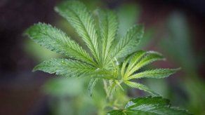 El cannabis