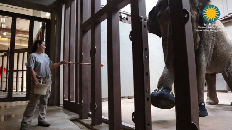 Elefanta en EEUU recibe botas para lidiar con su artritis