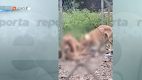 ¡Atroz! Del hambre, perros se devoran entre si en Aguadulce.