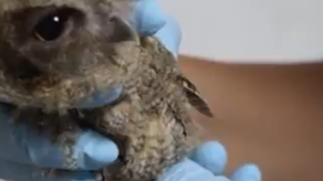 Joven entrega autillo currucutú a MiAmbiente Joven entrega autillo currucutú a MiAmbiente