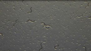 Una compañía japonesa utiliza gusanos diminutos para detectar el cáncer