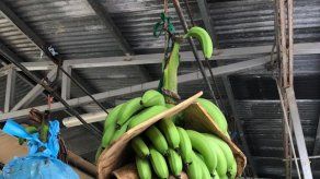 Panamá ejecuta plan de acción para evitar el ingreso de plaga bananera Panamá ejecuta plan de acción para evitar el ingreso de plaga bananera