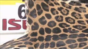 ANAM en Herrera decomisó un cuero y un cráneo de un jaguar