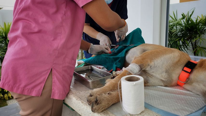 ¡Gratis! Jornada de esterilización: ¿Cómo separo mi cupo?