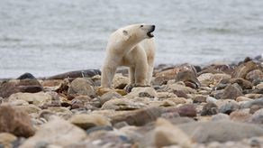 os osos polares dependen del hielo marino ártico, cuya superficie se reduce en verano con las temperaturas más cálidas.