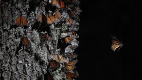 Las Monarca han llegado con cierta demora.