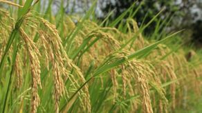 El precio fijado por quintal de arroz fue de 23.20 balboas.