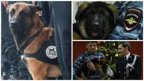 Rusia entrega un perro policía a Francia para reemplazar a Diesel