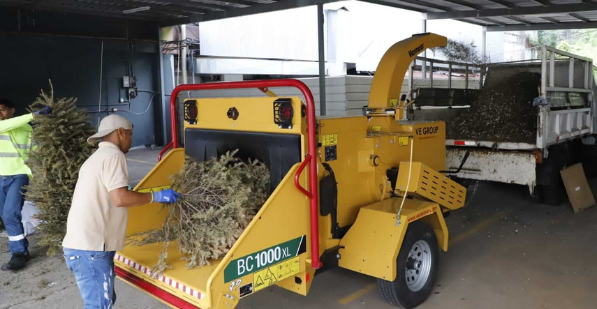 Etesa recibirá arbolitos navideños naturales para reciclaje Etesa recibirá arbolitos navideños naturales para reciclaje