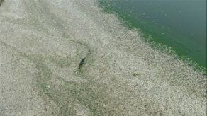 Toneladas de peces muertos tras la contaminación de río en China