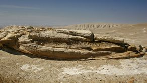 Éste es un extraordinario hallazgo por su gran estado de conservación. Es un depredador de los mares del mundo, este animal era uno de los más grandes depredadores de su época. Es una ballena primitiva, declaró el paleontologo, Rodolfo Salas-Gismondi.