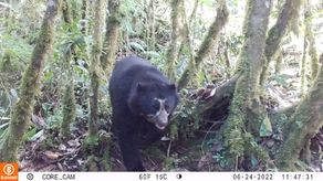 Imagen captada por una cámara trampa ubicada en el Parque Nacional Yanachaga Chemillén.