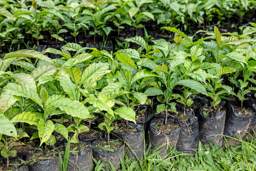 El Ministerio de Ambiente entregó 401 plantones a una empresa privada en la Cuenca Hidrográfica 108 El Ministerio de Ambiente entregó 401 plantones a una empresa privada en la Cuenca Hidrográfica 108