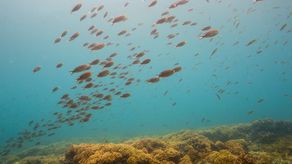 Panamá cumple con la meta de la “Iniciativa 30x30” del Marco Mundial de la Diversidad Biológica de proteger el 30% de las áreas marinas del país para el 2030.