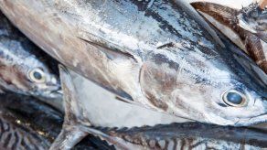 ONU celera el primer Día Mundial del Atún