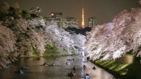 Japón recibe la primavera con el sakura