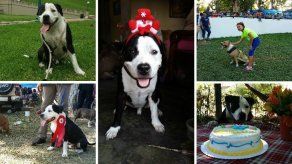 Agresividad en los Pitbull