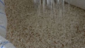 La producción de arroz para este ciclo agrícola está pronosticada en 90 mil hectáreas, indicó el viceministro Pineda. La producción de arroz para este ciclo agrícola está pronosticada en 90 mil hectáreas, indicó el viceministro Pineda.