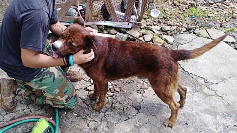 Rescatan a un perro en Veranillo tras denuncia de maltrato animal