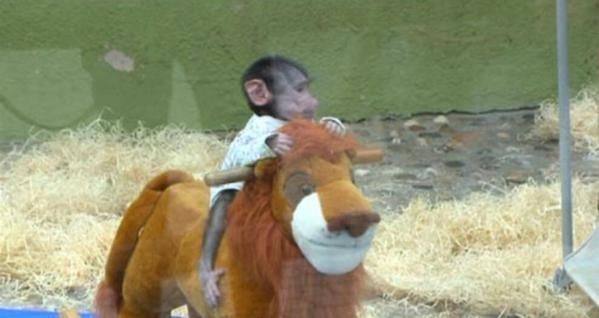 Pareja roba monito de un zoo en Macedonia para regalárselo a su hija