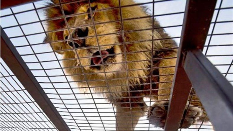 Animales rescatados de circos son rehabilitados en un zoo de Chile