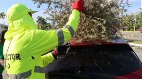 Árbol natural de Navidad.