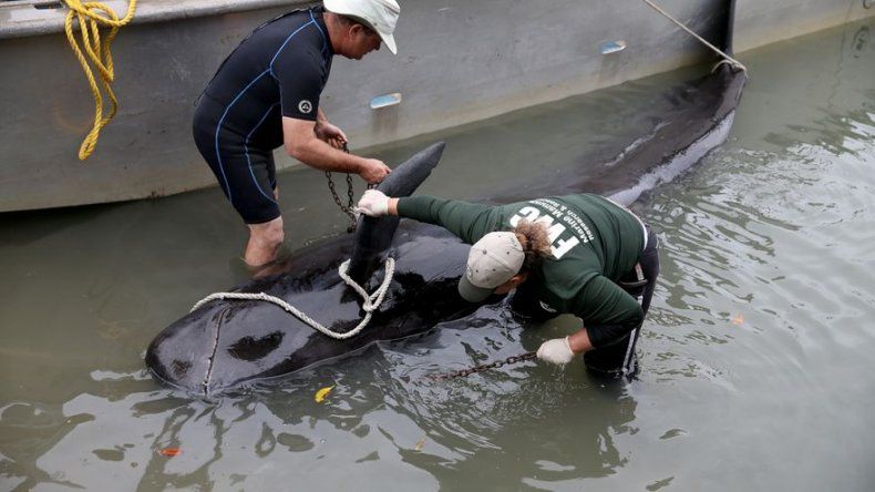 Japón estudia volver a cazar ballenas en el Antártico