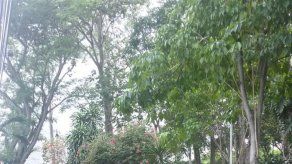 Residentes de Hato Pintado rechazan construcción de cerca en Parque Forestal