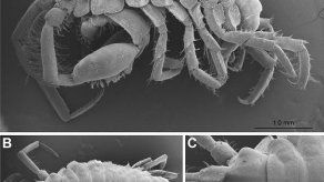 Descubren una nueva especie de crustáceos en la boca de un tiburón ballena
