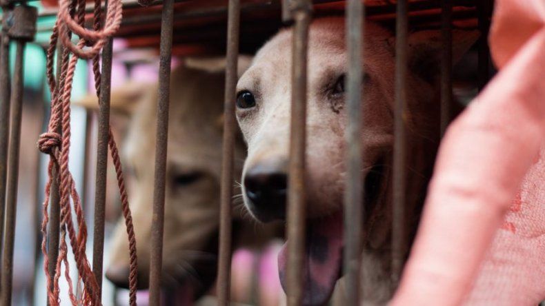 Denuncian muerte de decenas de perros en Arkansas