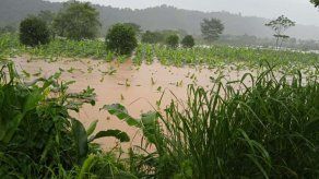 El titular del MIDA, Augusto Valderrama informó que han detectado 161 productores del rubro plátano afectados por las inundaciones. El titular del MIDA, Augusto Valderrama informó que han detectado 161 productores del rubro plátano afectados por las inundaciones.
