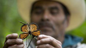 Cae 27% el número de mariposas monarca en México