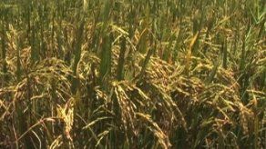 PRD confecciona propuesta para enfrentar crisis del arroz en Panamá