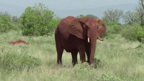 Acuerdan limitar la venta de elefantes salvajes africanos