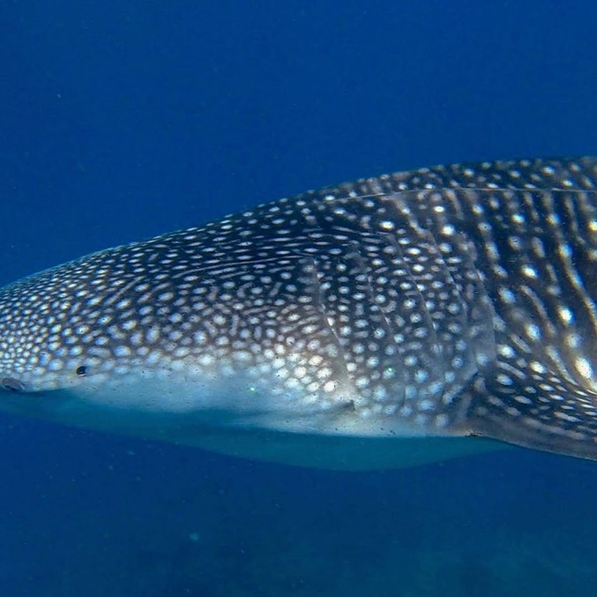 Tiburones ballena llegan a Panamá.