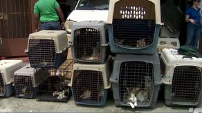 Ministerio Público inspecciona albergue clandestino de gatos en el sector de Campo Lindbergh.