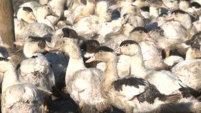 Francia sacrifica a 10 millones de aves por gripe aviar