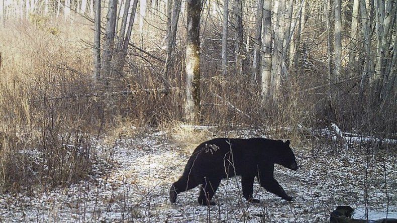 EEUU: Clima cálido perjudica a osos y liebres