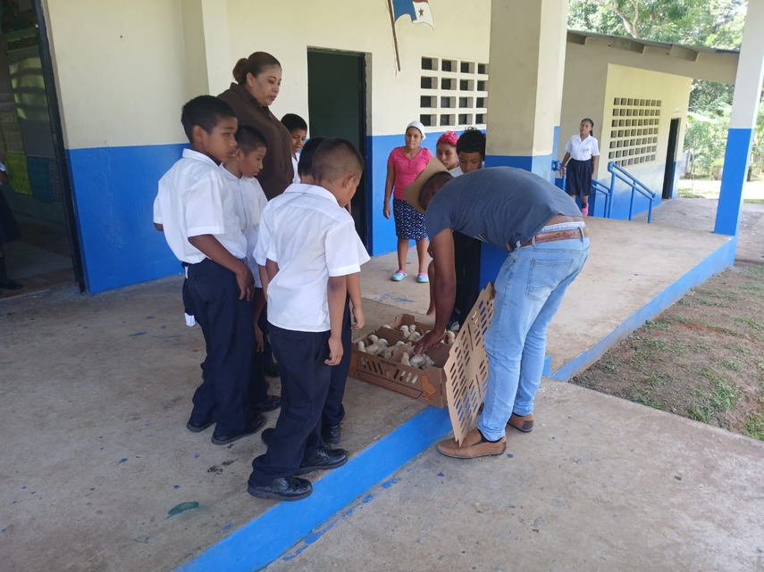 MIDA entrega insumos avícolas a centros escolares