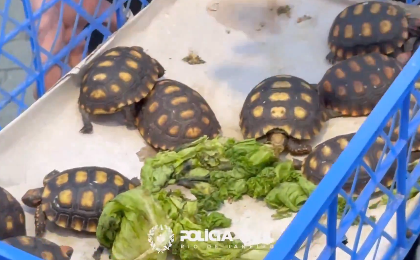 Megaoperación contra el tráfico de animales en Brasil rescata a cientos de animales.