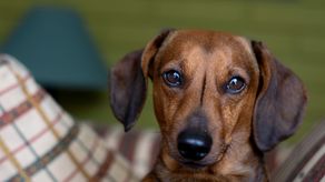 ¿Tienes perros salchicha? Mira los graves problemas de salud que desarrollan