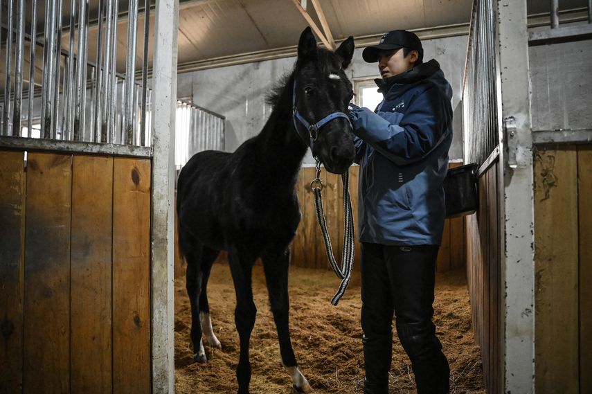 La potranca Zhuang Zhuang.