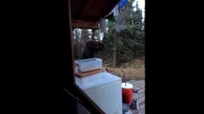 Un alce protagoniza un interludio musical en Alaska